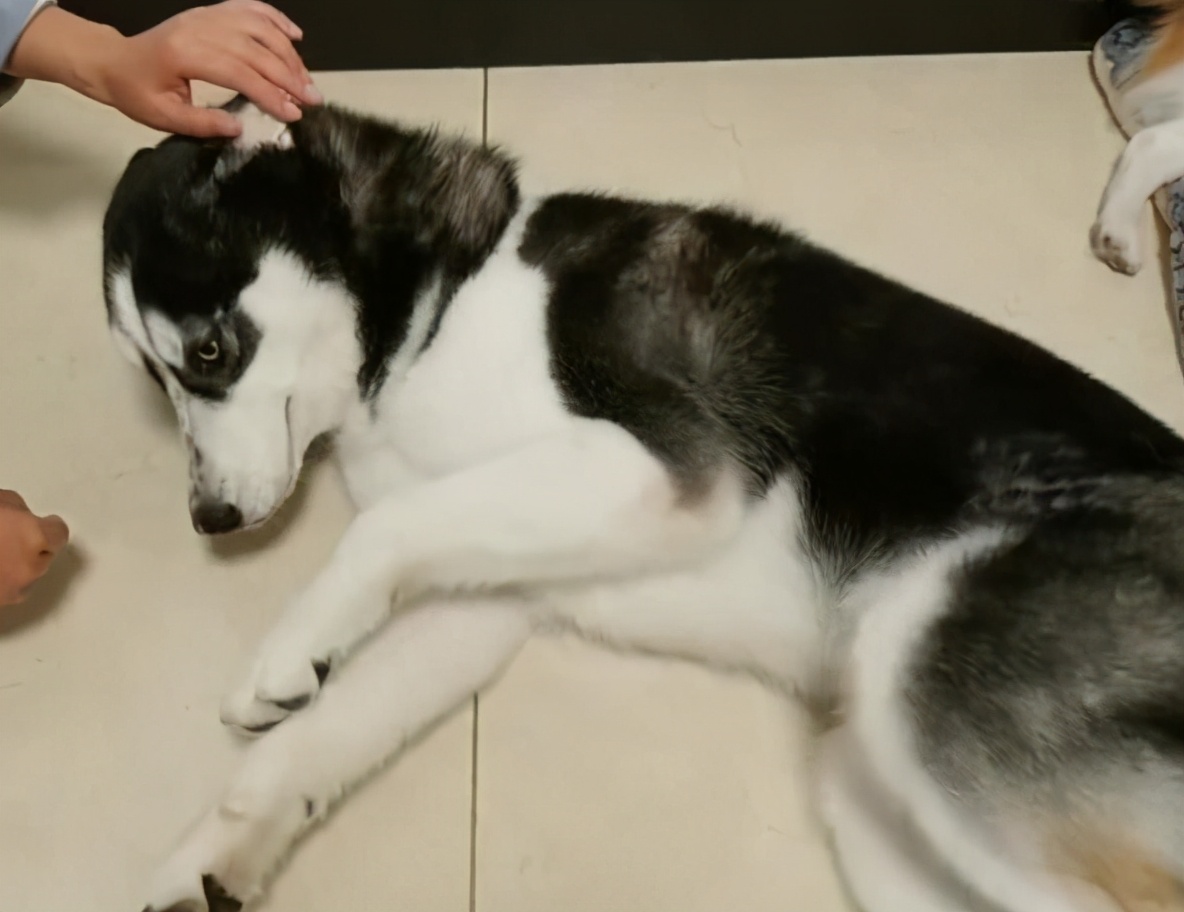 狗狗为什么一直有呕吐的现象,狗狗呕吐物是黄色糊状物怎么解决