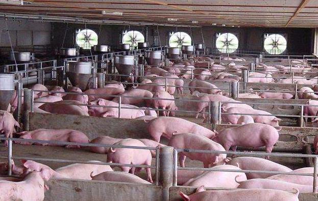 空怀母猪是什么原因引起,母猪自然受孕几次能成功