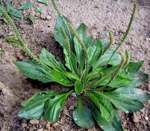 农民卖野草赚钱吗,河南大妈摆摊卖街头小吃