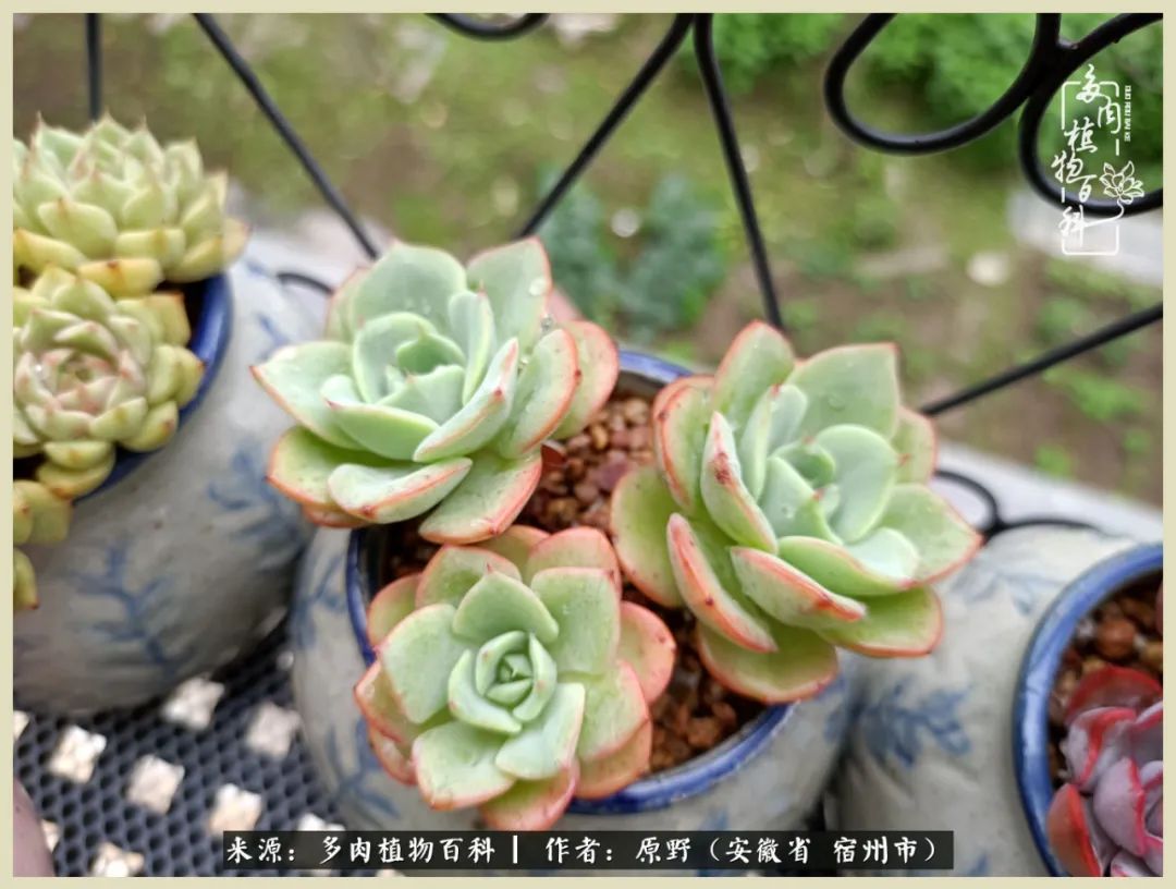 梅雨袭，酷暑至，多肉进入历劫季