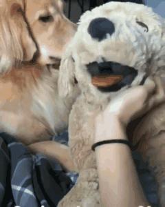 狗吃醋起来比男朋友还难哄,狗子这才是哄女朋友的正确方式