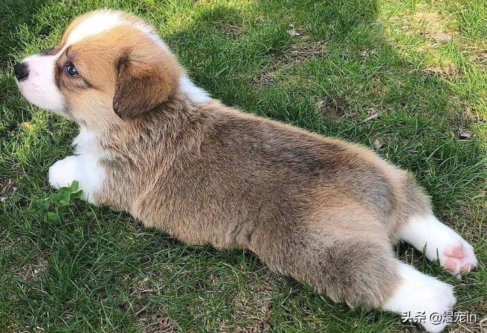 小区狗狗随处大小便怎么办,怎么让狗狗不随地大小便教程