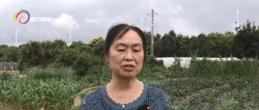 脚被红火蚁叮咬后红肿严重,被红火蚁叮咬了会出现什么症状