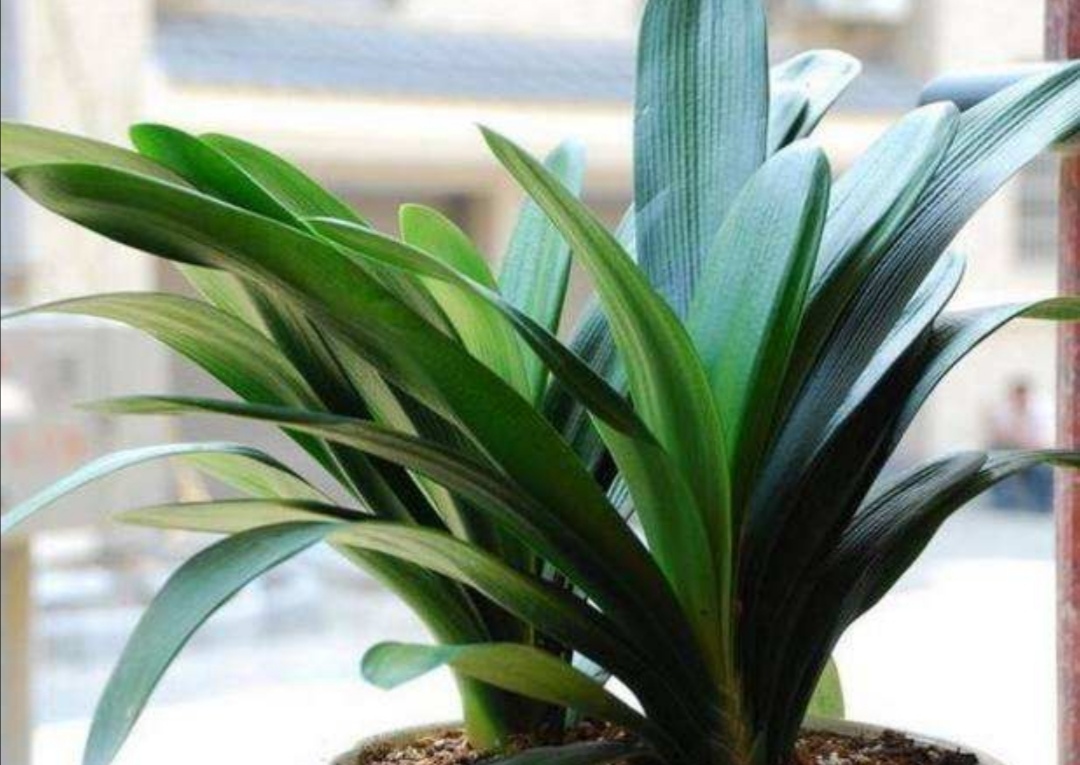 君子兰烂根了用生根液浇行吗,君子兰烂根后可以用碘酒杀菌吗