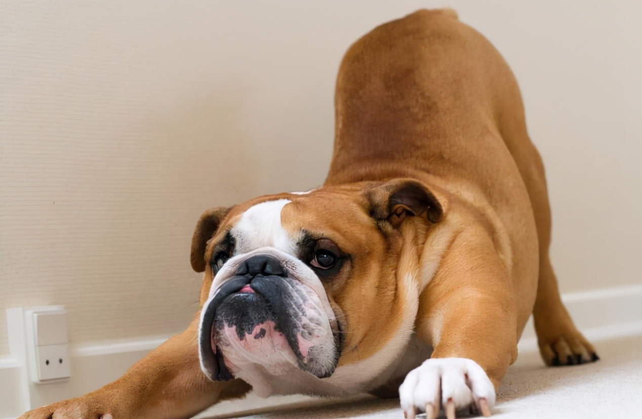 英国斗牛犬怎么养合适,英国斗牛犬如何喂养预防皮肤病