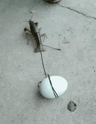 开心一刻gif搞笑动图,搞笑gif段子看起来能量满满