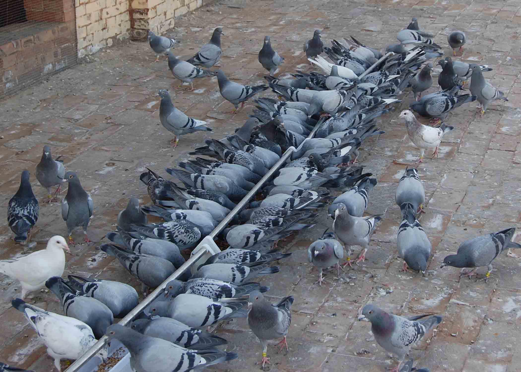 赛鸽比赛归巢回哪,幼鸽归巢收翅赛视频