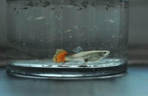 刚出生的孔雀鱼有针尾怎么处理,小孔雀鱼针尾会传染给大鱼吗