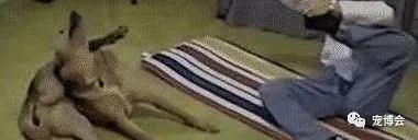 盘点狗狗被吓了一大跳,盘点被吓坏的狗狗