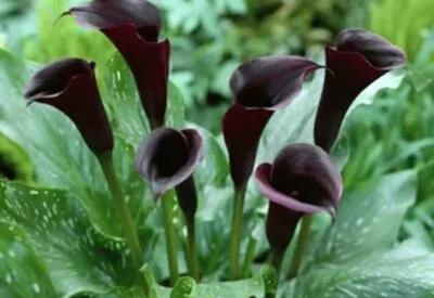 马蹄莲根茎培育技术,马蹄莲培育基地