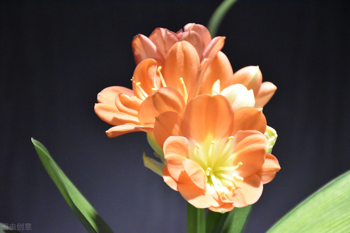 君子兰换盆口诀大全,老花匠如何给君子兰换盆