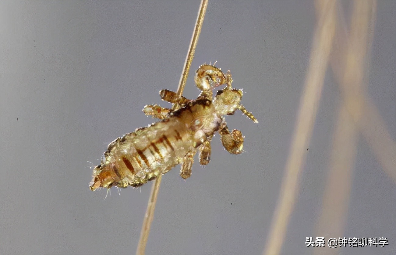 人类虱子的进化史,虱子与人类进化
