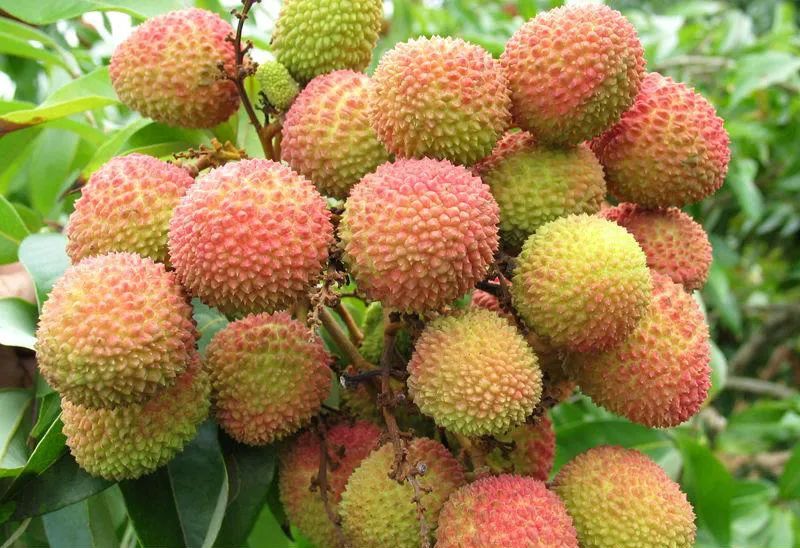 吃完这桌荔枝菜，我明白了荔枝圈的隐形鄙视链