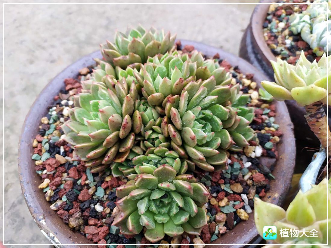 艾格尼亚多肉植物,多肉植物奥利维亚