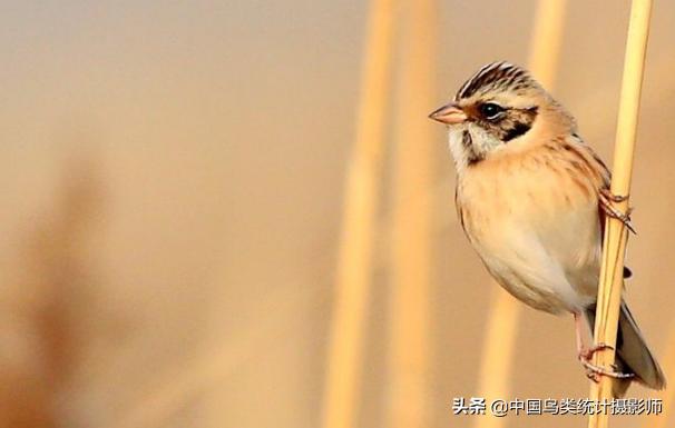 红颈苇鹀,鹀科鸟类有哪几种