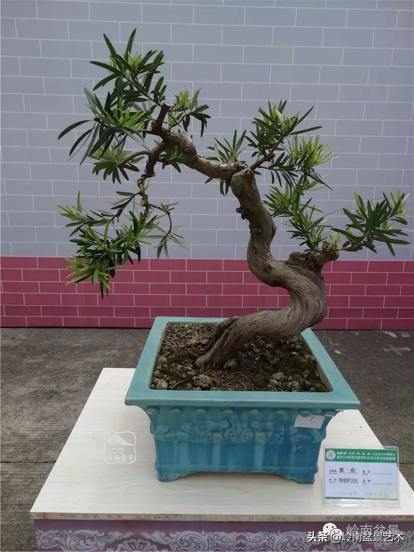 罗汉松盆景开运招财，非其莫属！清风雅韵，当之无愧！