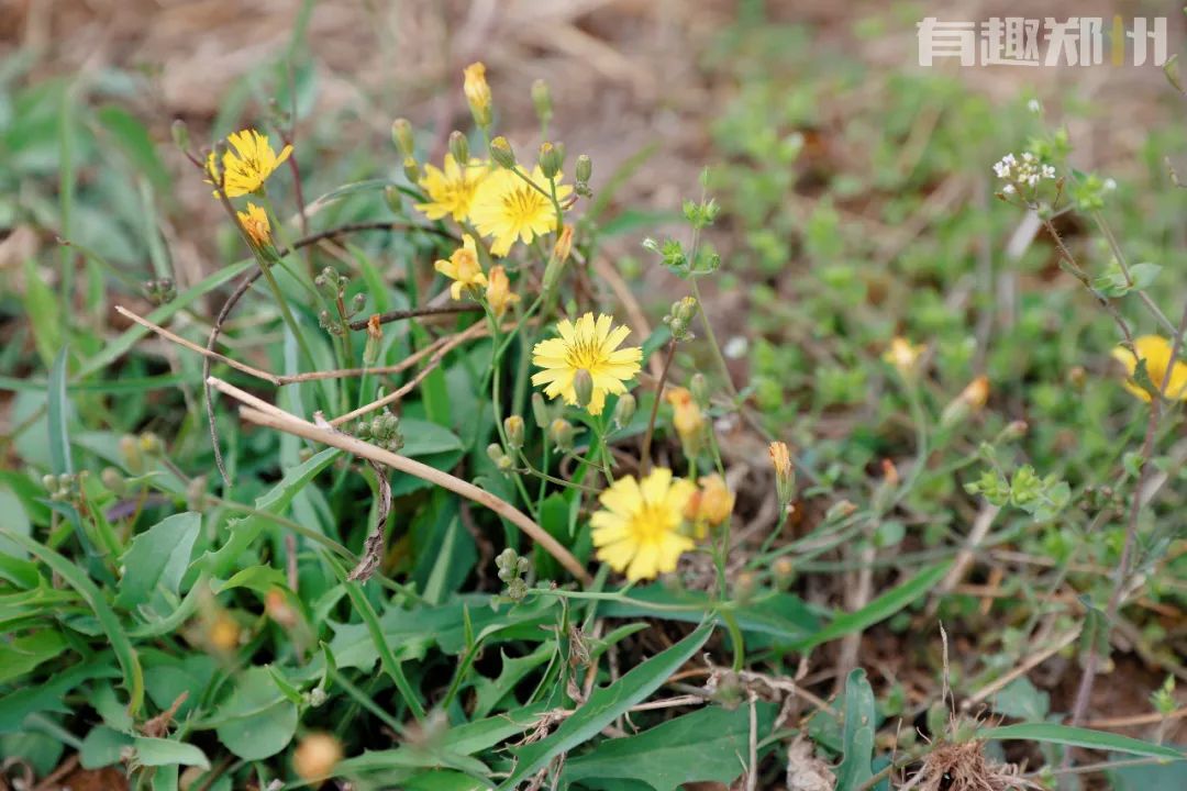 郑州周边人少清静有山有水的地方,郑州人少的公园适合野营
