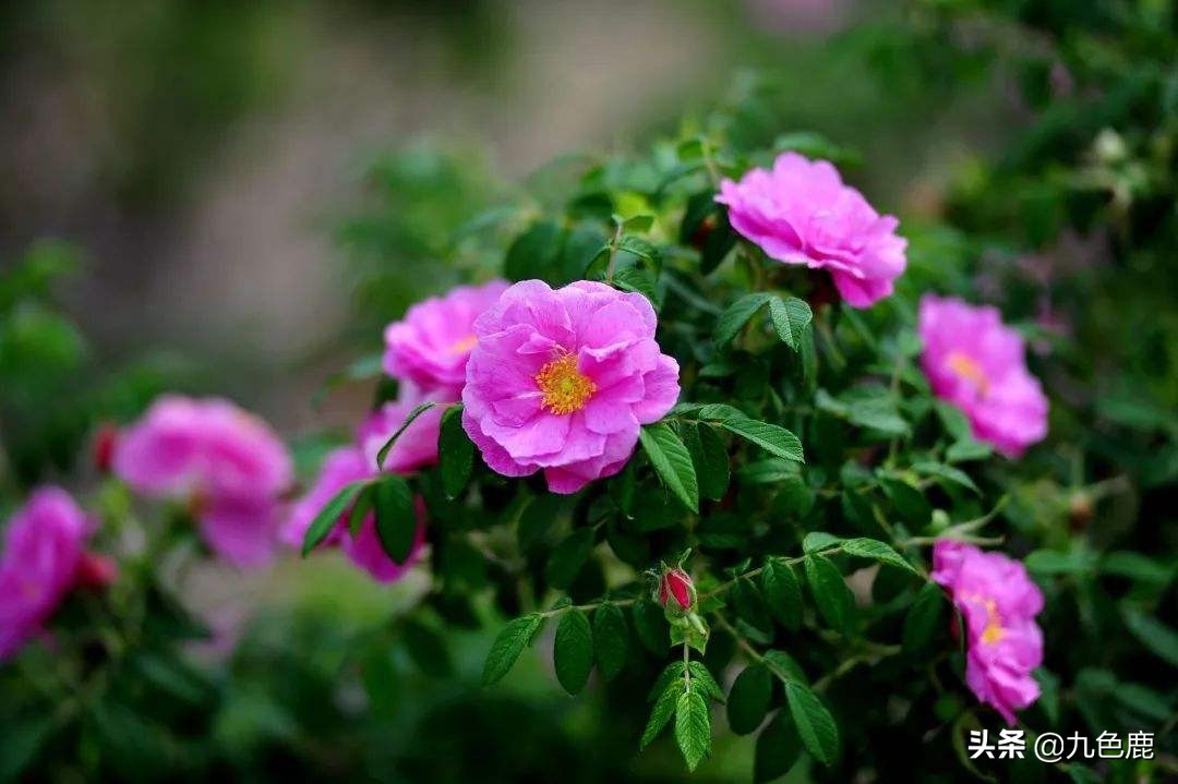 百花的功效与作用及食用方法,百花的功效和作用和食用方法