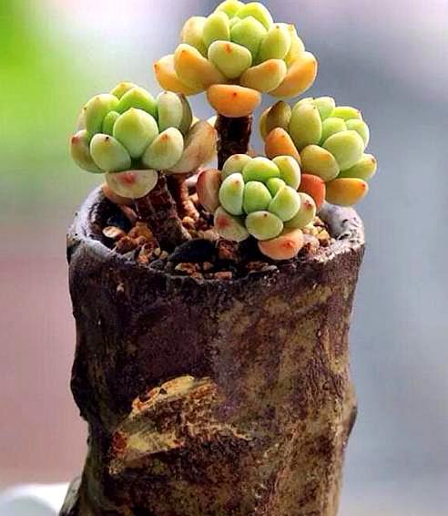 多肉徒长严重的怎么处理,多肉徒长补救最佳方法