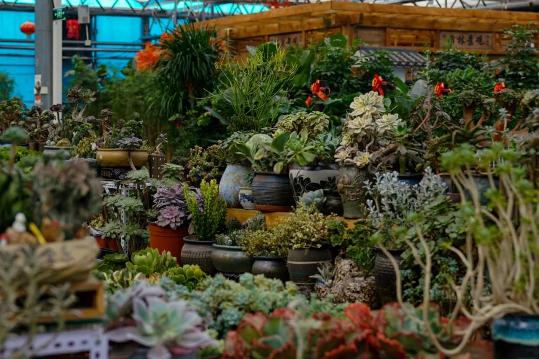 乌鲁木齐花市在哪里光明路附近,乌鲁木齐的花市在哪里