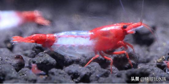 观赏虾的养殖方法图解,养观赏虾的正确方法和注意事项