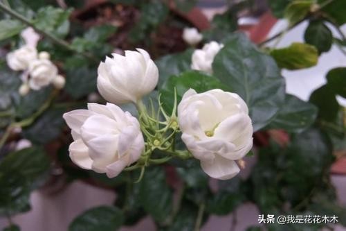 夏天天热养这3种花,这3种花超耐旱
