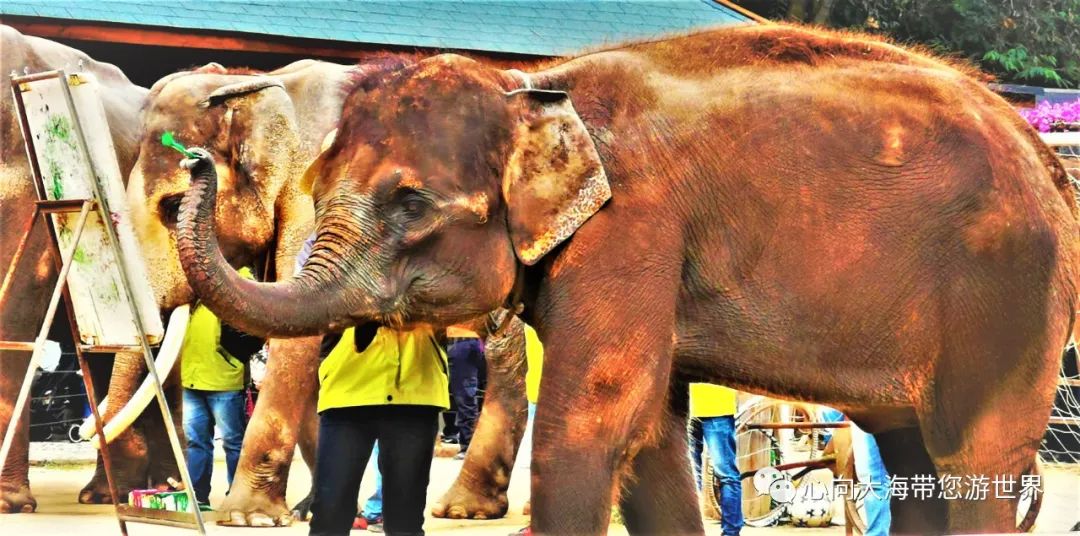 彩云之南版纳行,版纳之旅看大象