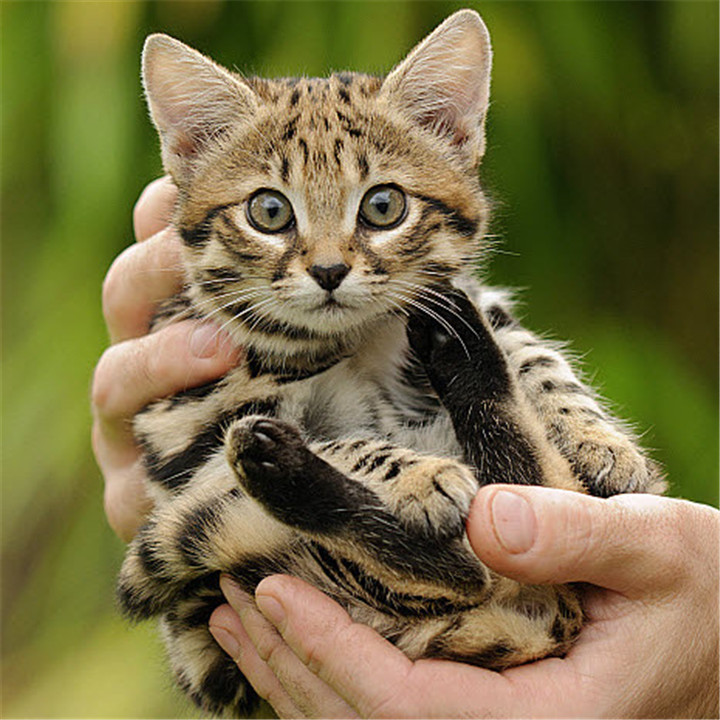 非洲最小的猫,猫科捕猎效率最高的“杀戮机器”,被全世界禁养