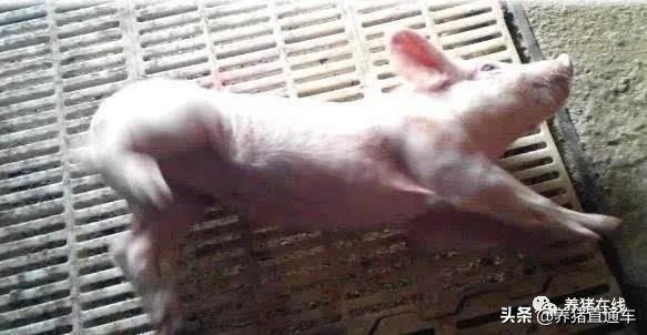 猪脑炎有治吗,猪得了脑炎喂什么药