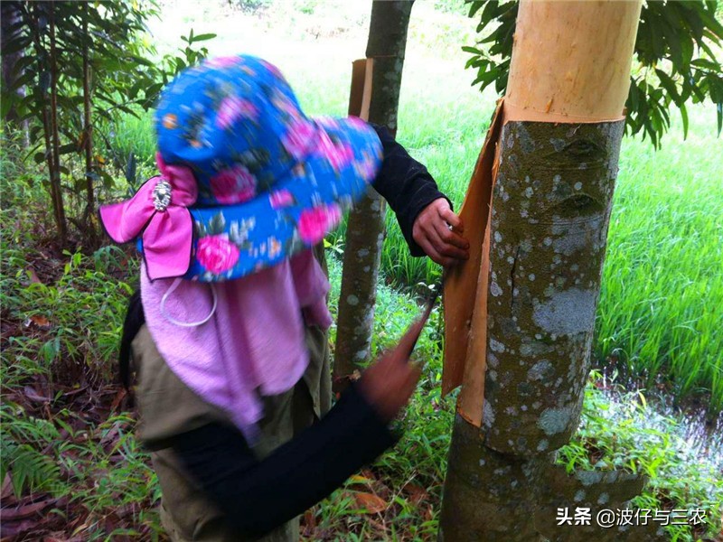 新农村种田创业,年轻人回家种田创业