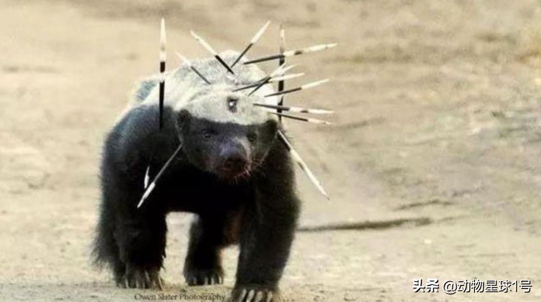 平头哥蜜獾照片,蜜獾平头哥动物科普