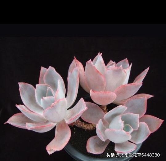 怎么养殖多肉广寒宫？掌握5个小妙招，株型紧凑又漂亮