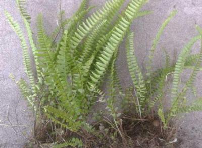 石黄皮肾蕨,野草肾蕨