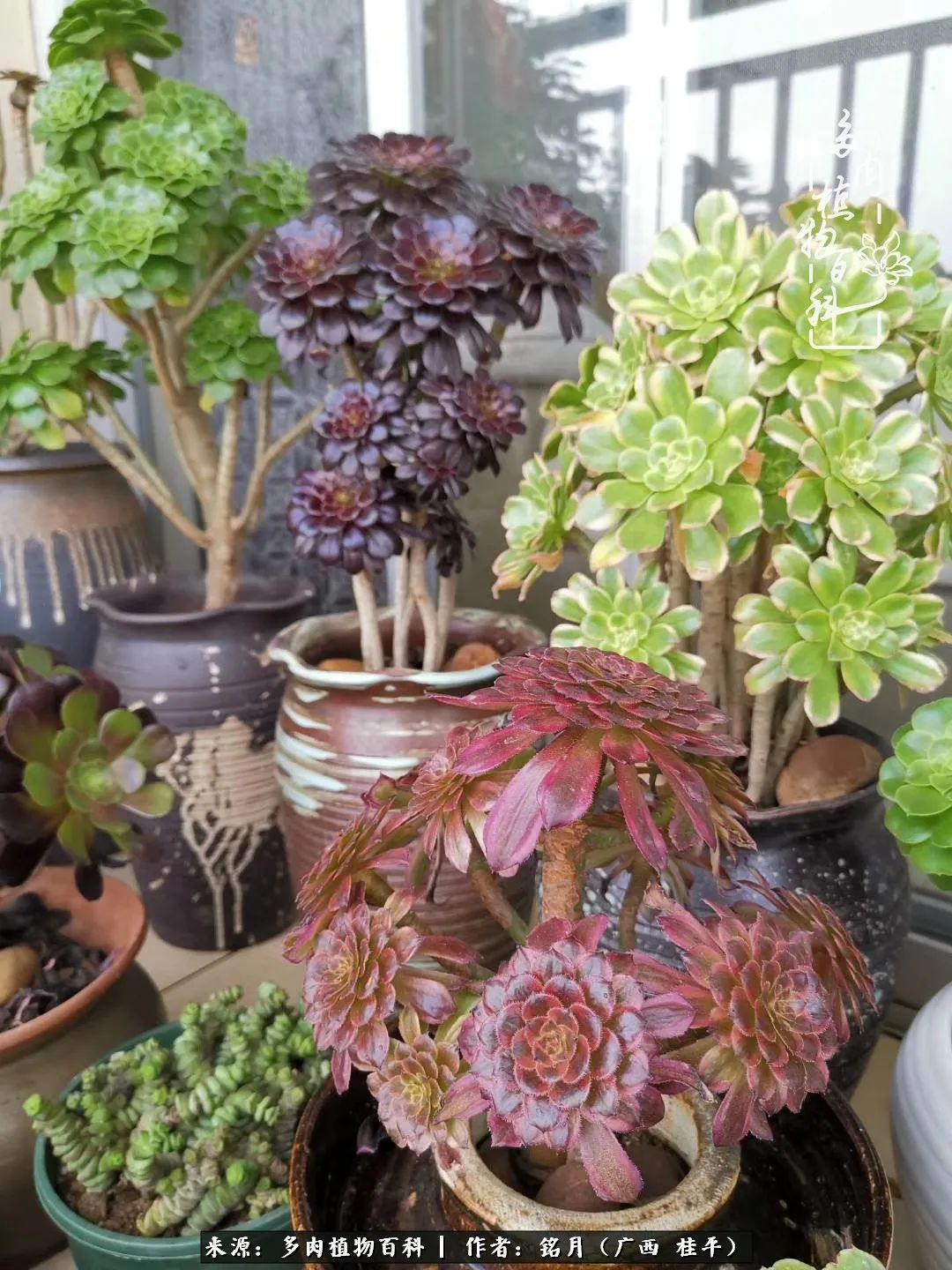 多肉怎么养出色彩,多肉很容易出现美丽的色彩