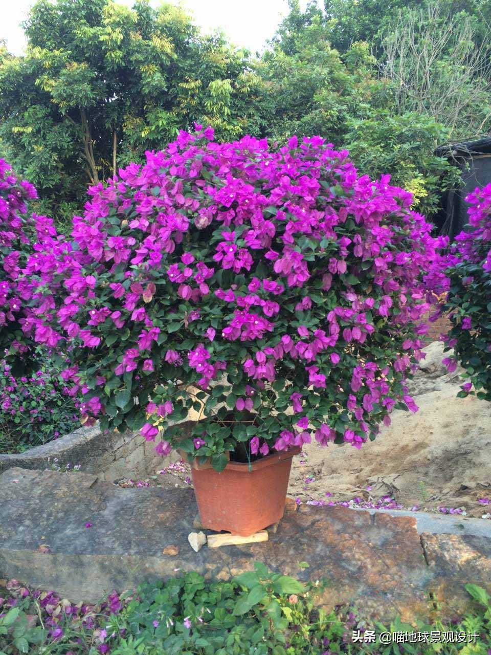 常见的灌木植物100种图片大全,灌木植物种类及图片