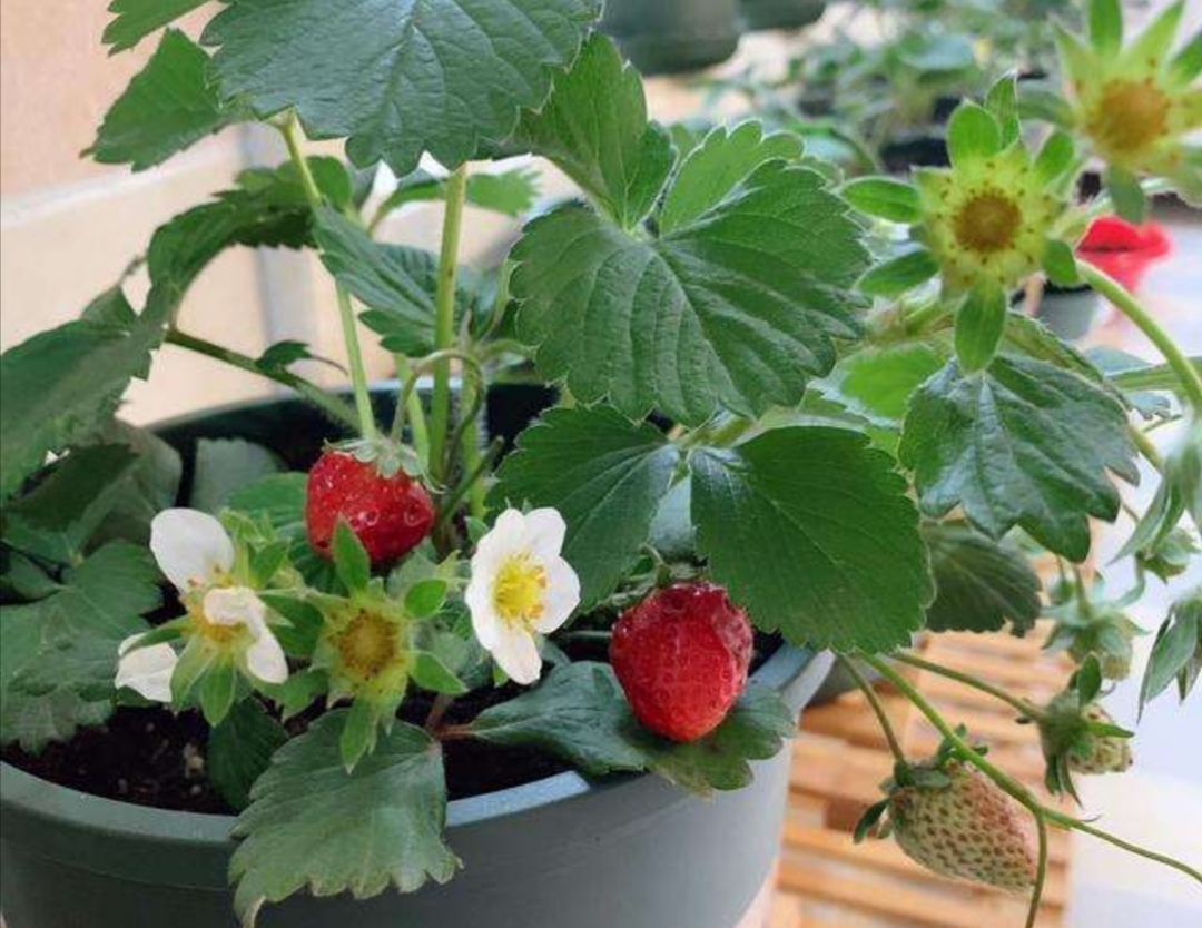 盆栽草莓果实小怎么办,盆栽草莓为什么果实会烂掉了