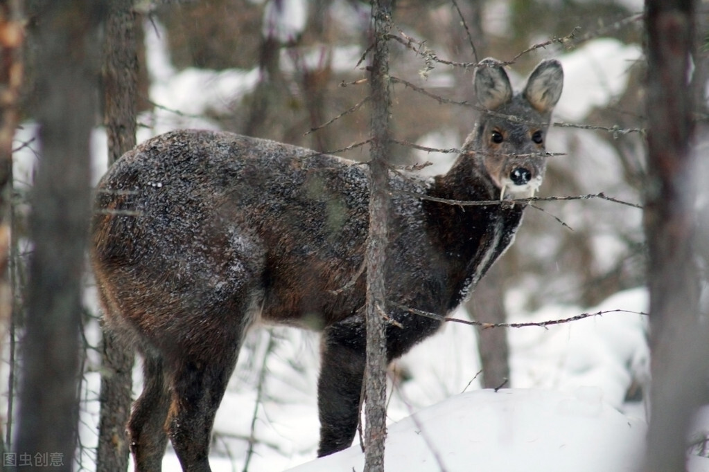 片仔癀药为什么那么贵,片仔癀最好用的药