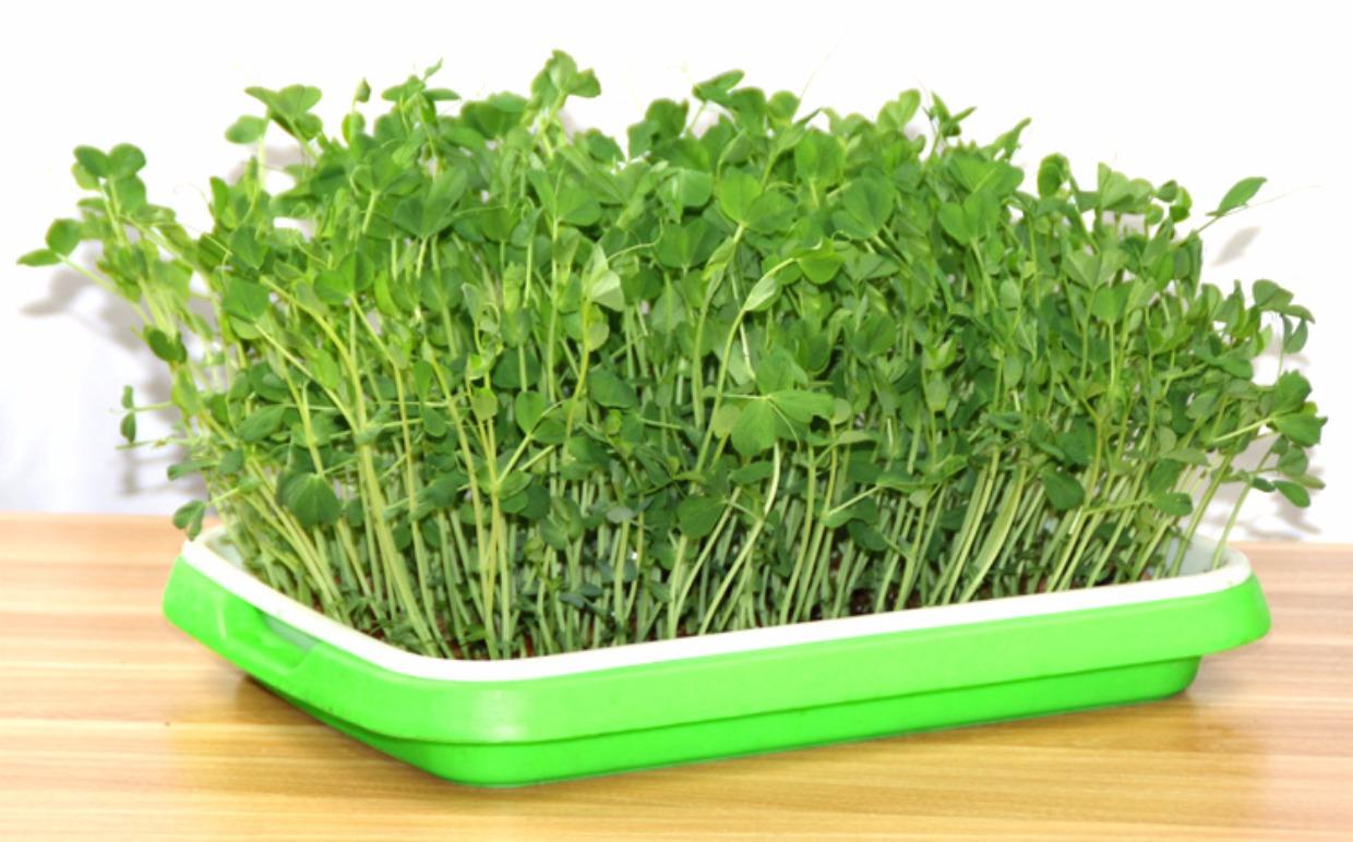 农村大姐32平蔬菜小工厂，只需洒水芽苗菜每隔4天收一茬，啥样