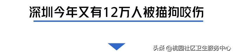 如被猫狗咬伤或抓伤应如何处理,被猫狗咬伤在多少小时之内打疫苗