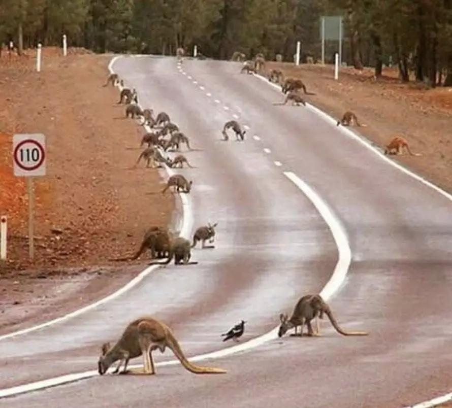 莫里森直播时出现口误，网友却说，没毛病，这很澳洲