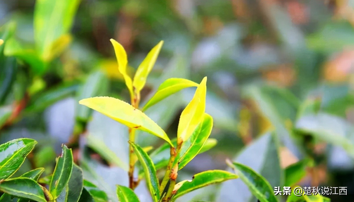 江西武陵红茶,江西最好的红茶