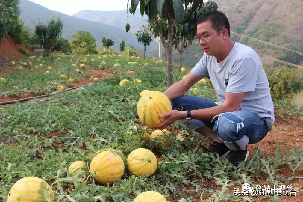 弥勒千亩西瓜熟了！黄心瓜、红心瓜、小香瓜…你喜欢哪种？