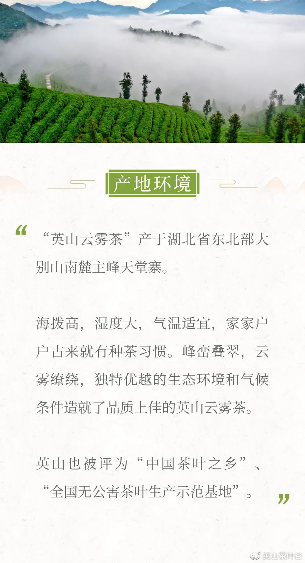 喝杯英山云雾茶静静,等等还未追上的灵魂