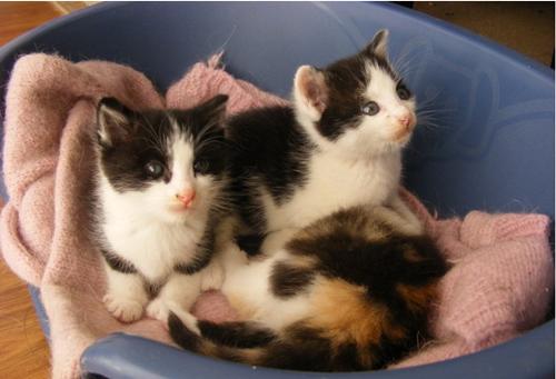 捡到流浪小奶狗怎么养,捡到小流浪猫带回家怎么养