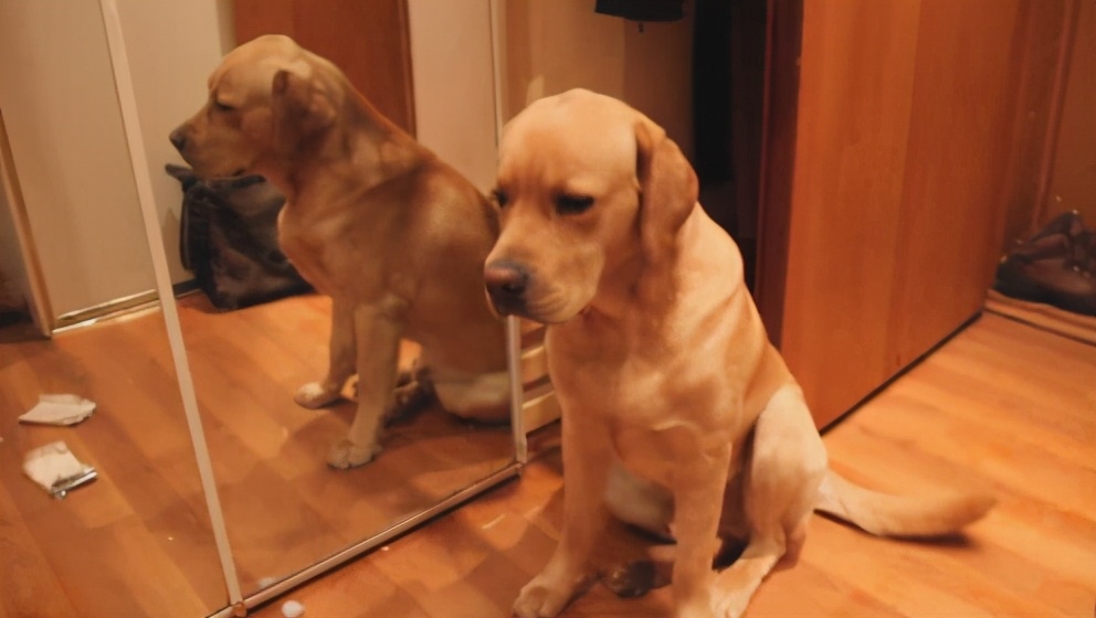 拉布拉多小技巧,拉布拉多太过活跃怎么训练