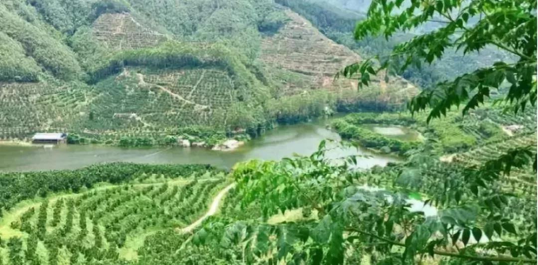 超拼视频购丨直播黑科技，90后“新农人”这样玩转果园