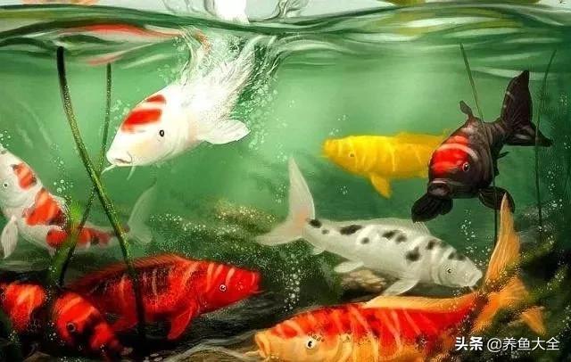 观赏鱼尾数有什么讲究,家中观赏鱼数量有什么讲究