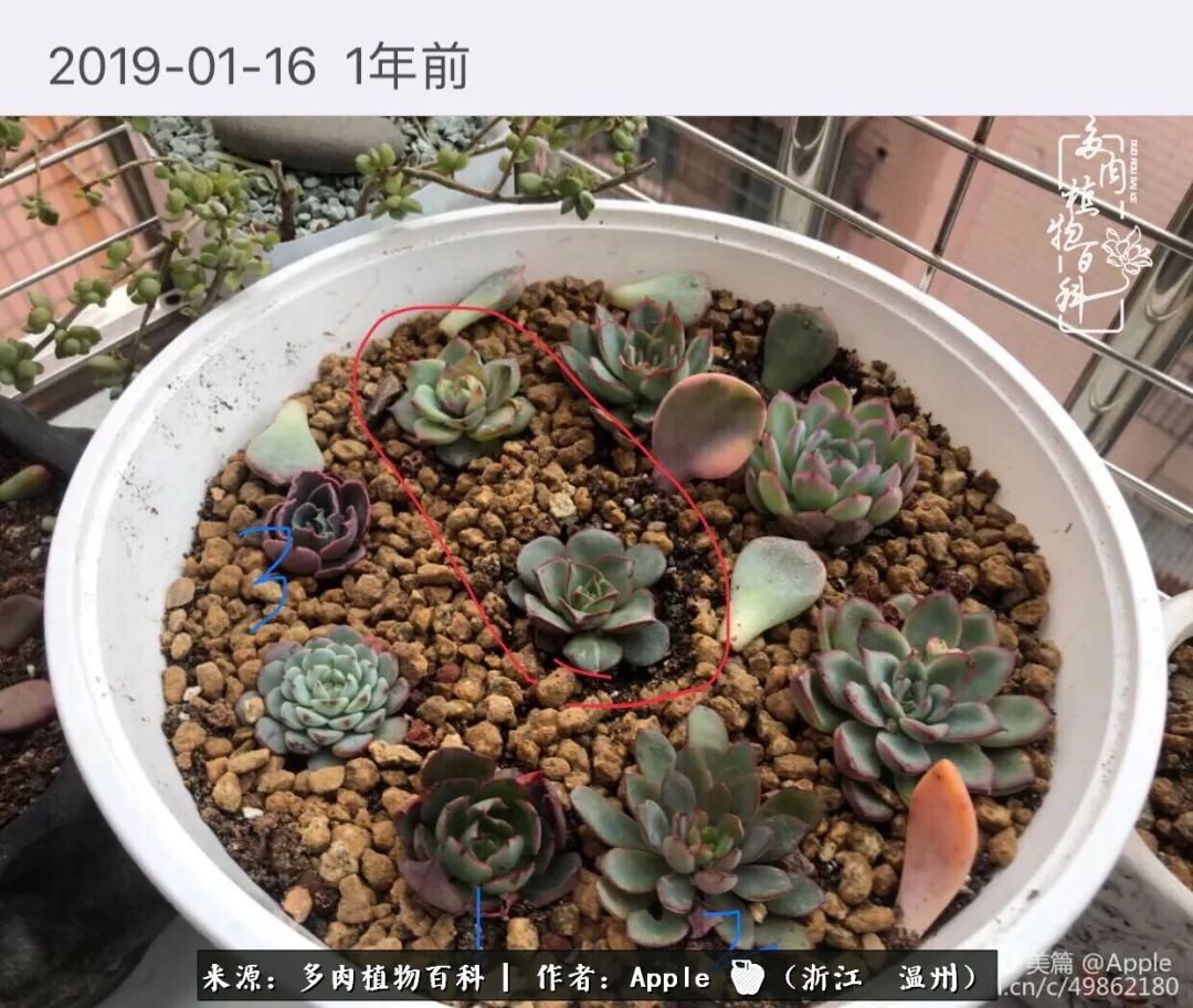 多肉成长记观察记录怎么写,多肉成长记录观察展板