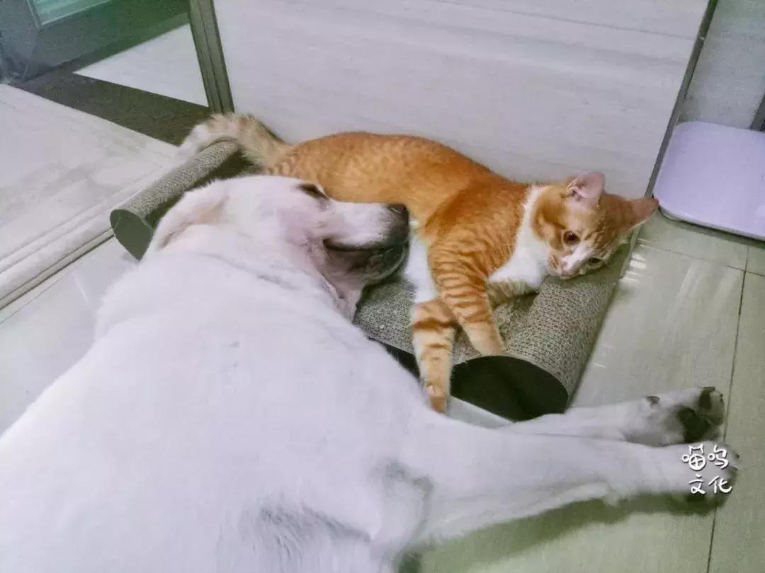 猫咪社会化行为如何训练,猫咪社会化训练多大开始