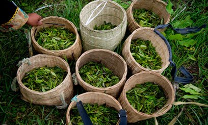 印度有什么好喝的饮品,印度传统饮品